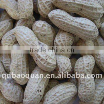Selected groundnuts