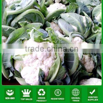 NCF12 Lvguan Best f1 cauliflower seeds for planting