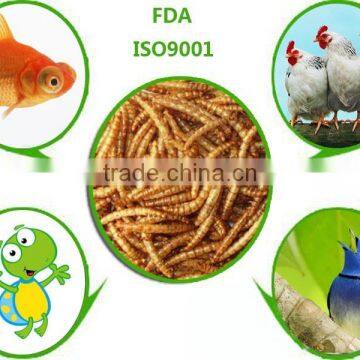 Fish Food Mealworms Golden Yellow, Pigeon Feed