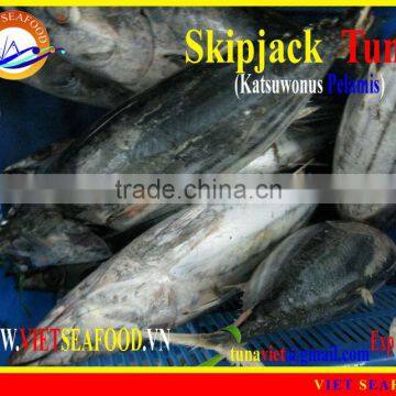 FROZEN SKIPJACK TUNA W/R