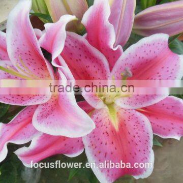 Wholesale Fresh Cut Lily Flowers From Kunming photo-3