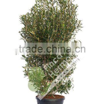 Olive Tree -Olea Europaea "Arbustivo - Bush" photo-3