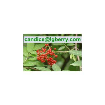 Fruit blend 100% pure elderberry fruit powder