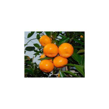 Supply of Citrus photo-3