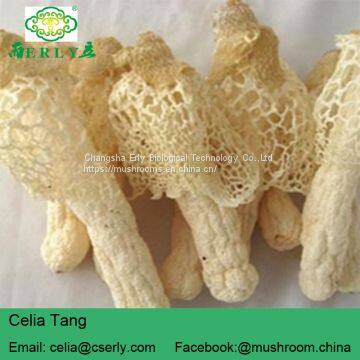 Wild Growing Mushroom Bamboo Fungus Tasty Dictyophora photo-2