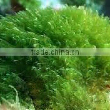 Herbal Spirulina Powder for High Stamina photo-2