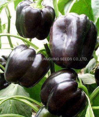 Purple hybrid blocky sweet pepper seeds