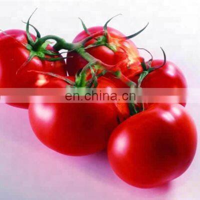 Small scale tomato paste processing plant