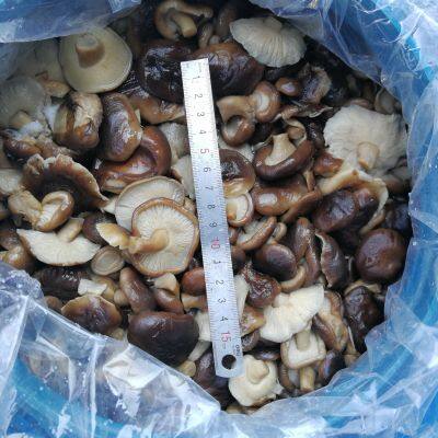Shiitake in Brine, Brined Mushrooms, Edible Fungi, 50% Closed Caps photo-3