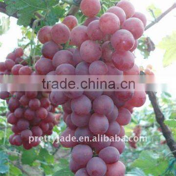 red globe Grape