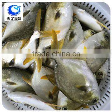 Frozen Bulk Golden Pomfret Fish