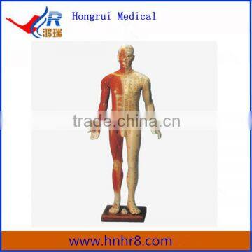 84cm Male Fourteen Channel Acupuncture Model