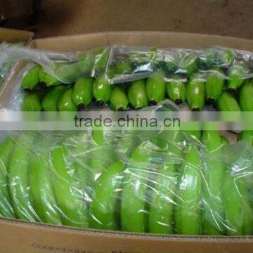 Cavandish Banana photo-2