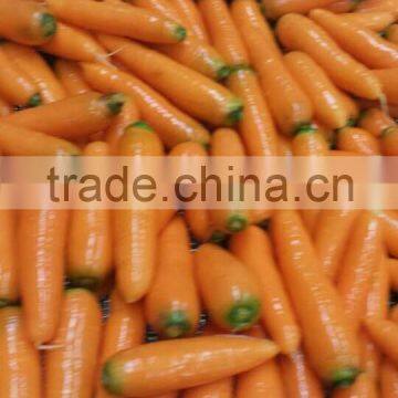 Fresh New Carrot Price in China of 2014