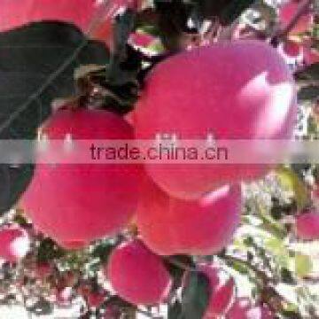 2015 new crop chinese honey fuji apple