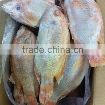 FROZEN RED TILAPIA WHOLE ROUND