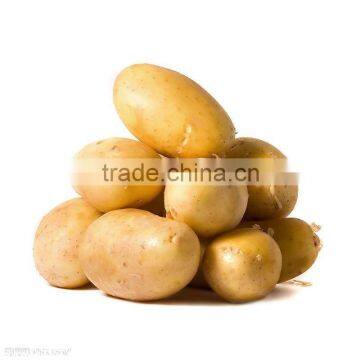 Fresh Potato for low price