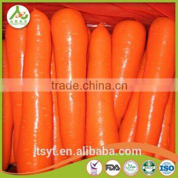 Health Food Fresh Carrot Crisp and Good Flavor Fresh Carrot Carrots photo-3