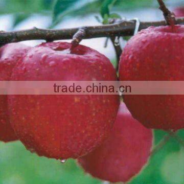 Fresh Apple