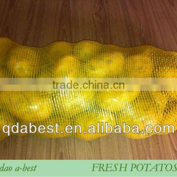 Fresh Holland Potato photo-5