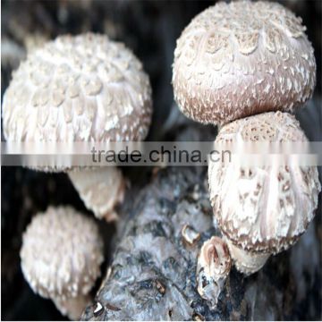 Best Sale Shiitake Mushroom 2.9-3.1kg/Log