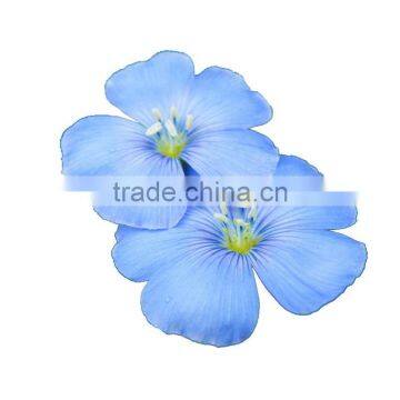 Healthy Competitive Price Organic Flaxseed Oil / Linseed Oil Refined & Cold Pressed photo-2