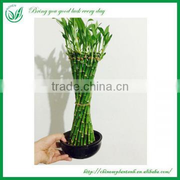 Special Thin Waist Shaped Braided Lucky Bamboo Wholesale