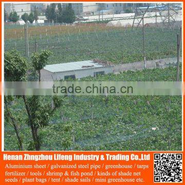 new arrival nylon greenhouse anti bird trap mist net , plastic fruit bird protection net , pe plant support anti bird green net