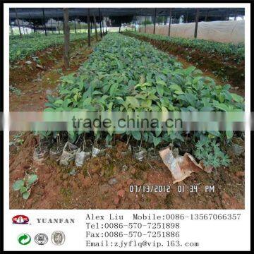 Gardening Use Non Woven Fabric photo-4