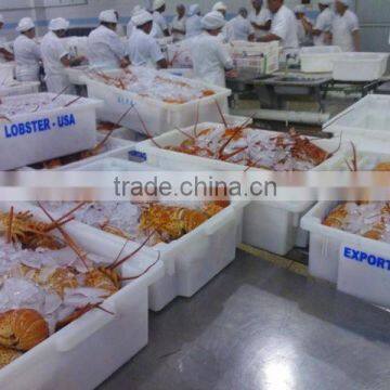 Panulirus Argus photo-4