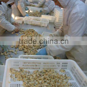 Baby Clam Meat photo-6