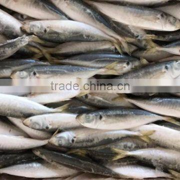 Whole Round Seafood Fresh Sea Frozen Jack Mackerel photo-2
