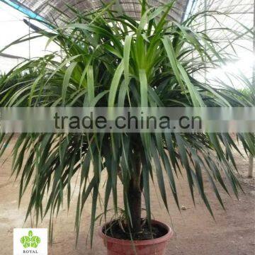 Dracaena draco