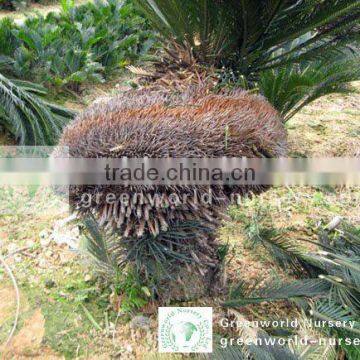 cycas revoluta strange heads