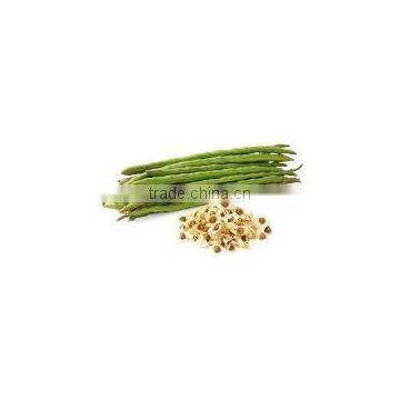 Moringa Seeds From India photo-2