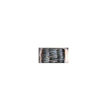 Frozen Indian Mackerel