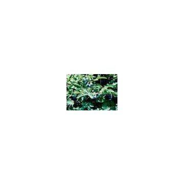 Lonicera edulis extract