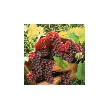 sale extract Grape seed extract (Proanthocyanidins98%/ Polyphenols) sale extract Grape seed extract (Proanthocyanidins98%/ Polyphenols) sale extract Grape seed extract (Proanthocyanidins98%/ Polyphenols) sale extract Grape seed extract