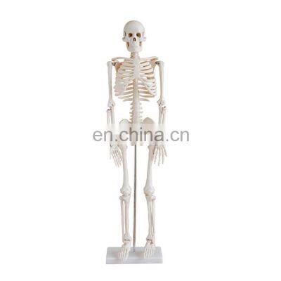 Factory Price 85CM Cheap Plastic Human Skeleton Made In China for Sale