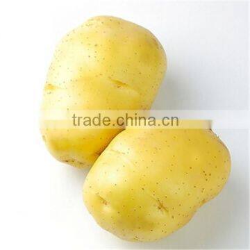 HIGH QUALITY HOLLAND YELLOW SKIN POTATO