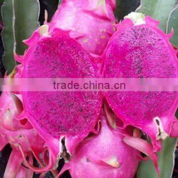 CHEAP PRICE DRAGON FRUIT