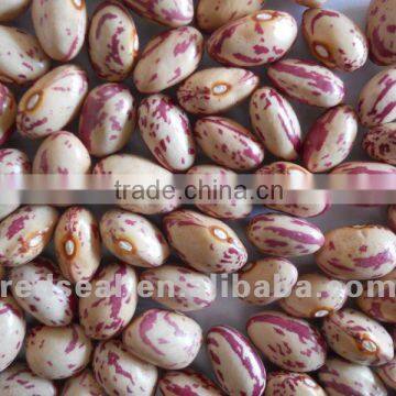 Round shape light speckled kidney beans