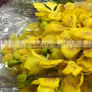 Natural Plants Fresh Cut Yellow Orchid Thailand For Party