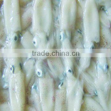 Frozen squid(Loligo Chinese) 3/6cm