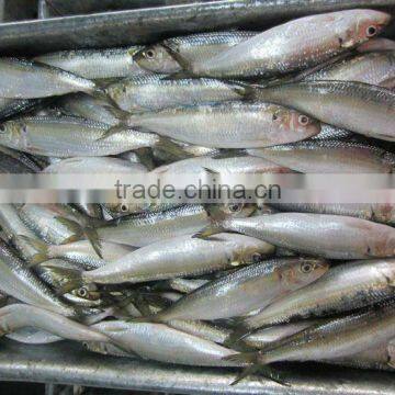 Fresh_Sardine_Fish