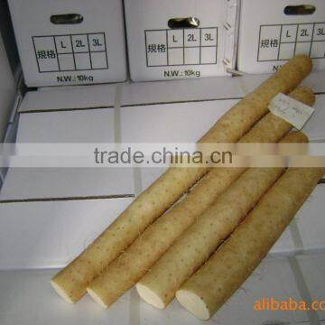 Chinese Yam