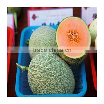 Hybrid F1 Sweet Hami melon seeds For Growing-Yu Sweet Fragrance No.2