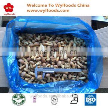 2016 China High Quality L Grade Frozen Nameko Mushroom