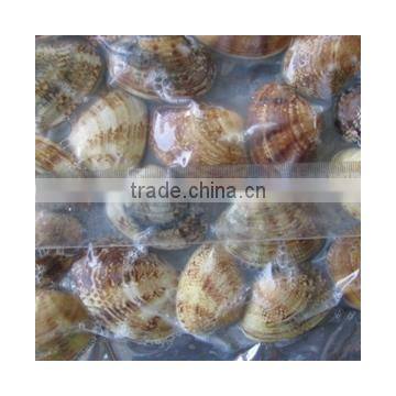 Choice Quality Frozen Vacuum Packed Cooked Short Necked Clam photo-3
