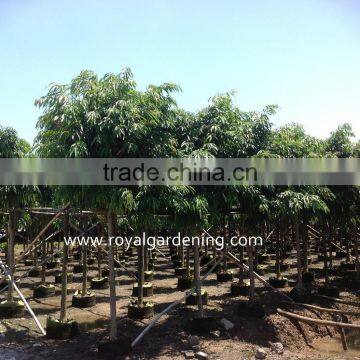 Ficus longifolia Tropical trees